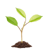 A sapling growing knowledge of attracting money